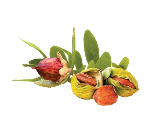 Huile Pure Jojoba (Huile végétale) – Multi-Soins Naturels